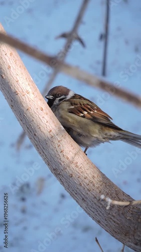 A sparrow sits on a branch of a tree in winter