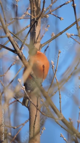 Bullfinch sits on a branch and basks in the rays of the evening sun