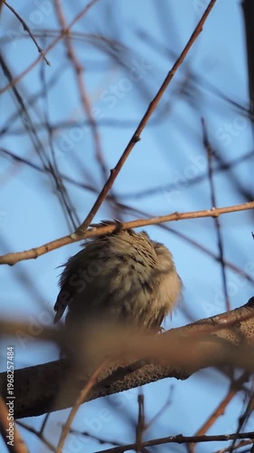A sparrow sits on a branch and cleans its feathers