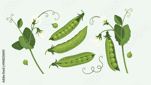 Botanical illustration of green pea pods, individual peas, and delicate white pea flowers on lush green vines.