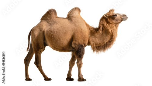 Obraz na plátně Large furry light-brown dromedary camel standing in profile displaying its hump