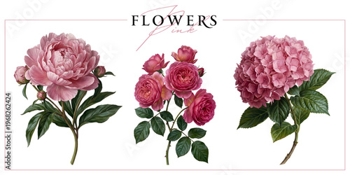 Pink garden flowers isolated on a white background. Vintage painting style illustration.