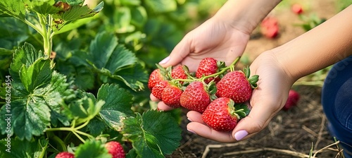 Careful Harvesting of Organic Strawberries by a Woman in a Garden for Delicious Cream Treats