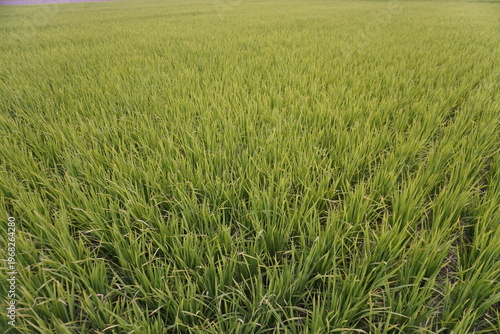 Foto Lush Green Field of Dense Grass or Rice Plants