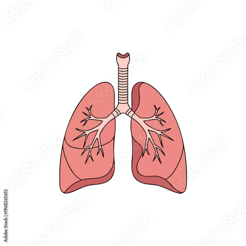 Pink, stylized lungs with trachea and bronchi depicted in cartoon style