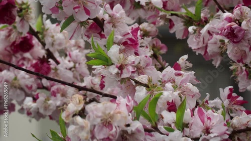 春の公園の満開の桜の風景