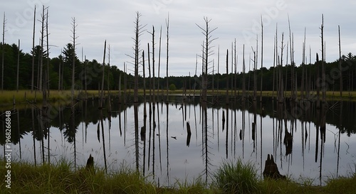 Serene Reflection - Dead Trees and Calm Water in a Natural Landscape.