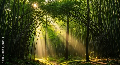 Sunlight streams through the lush green bamboo forest, creating a serene and peaceful atmosphere.