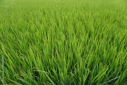 Fotografie Lush Green Rice Field Extending to Horizon