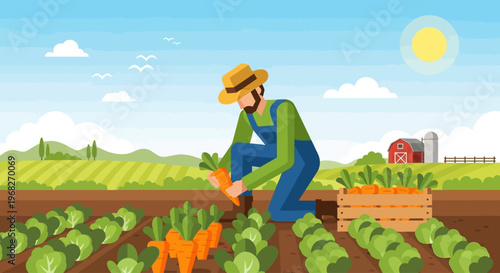 Man harvesting carrots in a field.