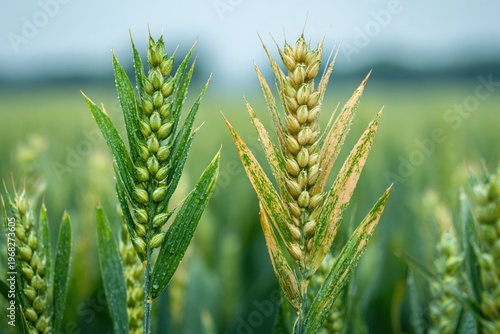 Close up of two wheat ears, healthy green and diseased yellow spike in field. Detailed comparison of crop condition, concept of agriculture, plant disease and food security.