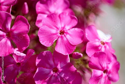 Close-up of vibrant pink phlox paniculata flowers in sunlight