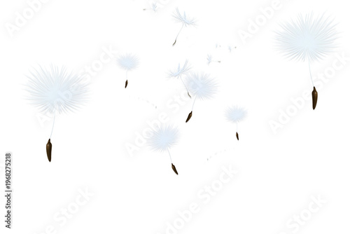 Delicate dandelion seeds floating in the air isolated on a clean background.