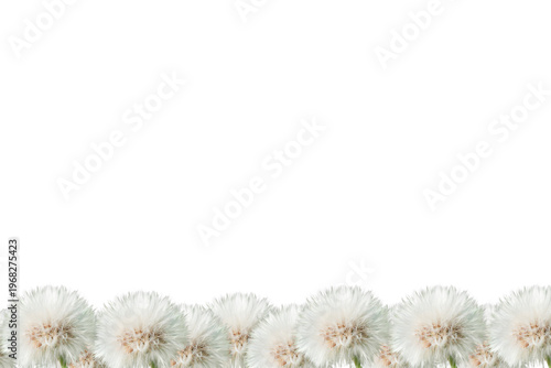 Row of delicate white dandelion seed heads forming a bottom border against a pure clean background with ample copy space.
