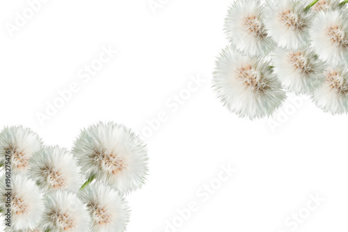 Delicate dandelion seed heads arranged in opposite corners on a pure clean background, creating a natural botanical frame with copy space.