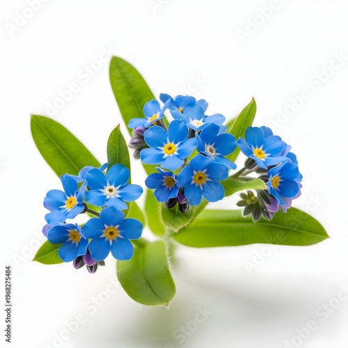 Cluster of vibrant blue myosotis flowers with lush green foliage