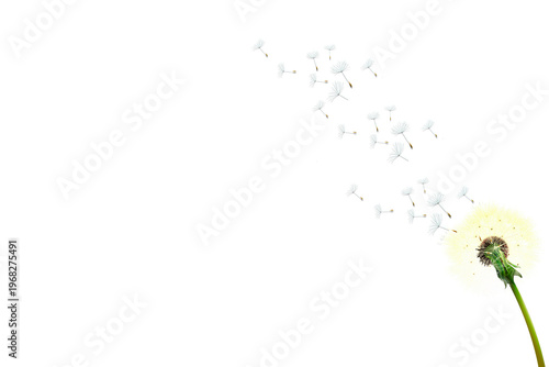 Dandelion clock with seeds blowing away in the wind against a pure white background, symbolizing freedom, wishes, and the passage of time.