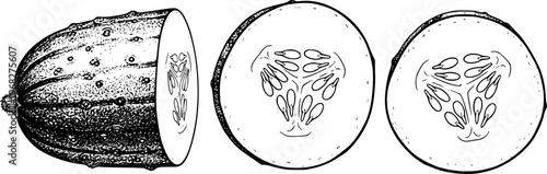 Detailed black and white line of a whole cucumber and cross sections showing seeds