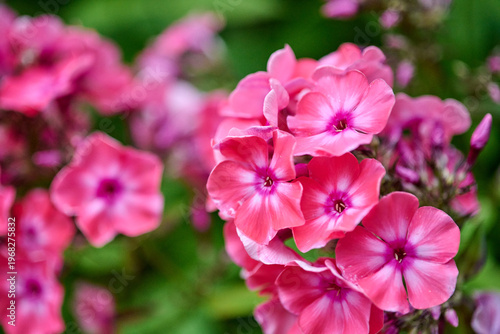 Vibrant pink phlox paniculata blossoms in natural garden setting