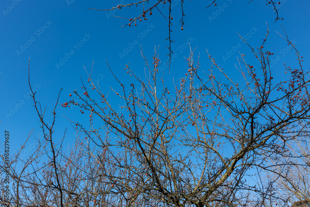 Obraz premium spring branches against a blue sky without leaves