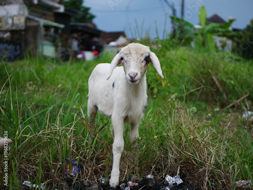 Farm Animal Baby Goat in Natural Outdoor Scene