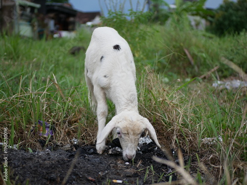 Small Goat in Meadow with Green Background