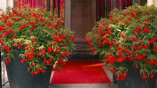 Fotografie Red flowering plants in large pots at entrance with red carpet visible