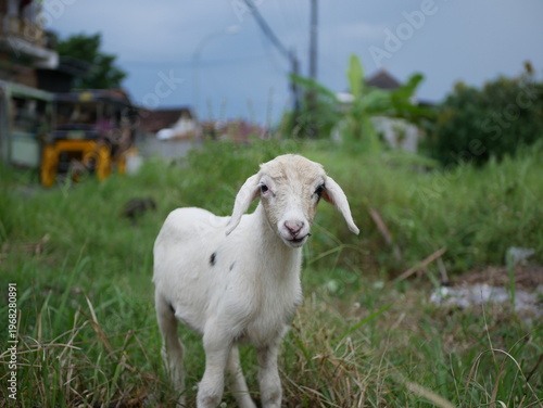 Livestock Baby Goat in Countryside Landscape