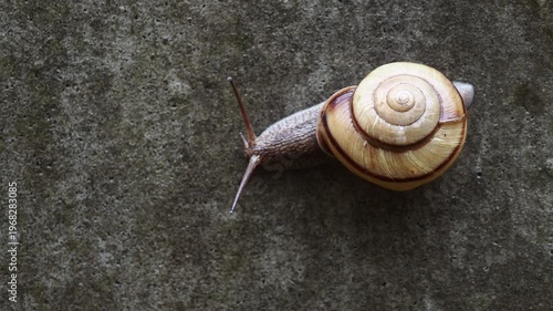 雨の日の庭の壁に動く可愛いカタツムリの様子