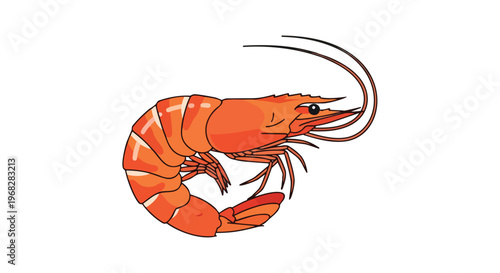 Illustrative Depiction of a Vibrant Orange Shrimp with Detailed Appendages and Curving Body on a Plain White Background
