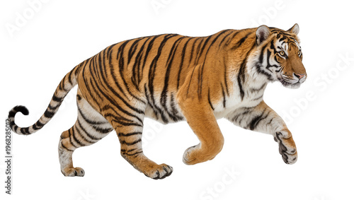 Powerful orange Bengal tiger with distinctive black stripes, gracefully posed and isolated on transparent background for wildlife designs