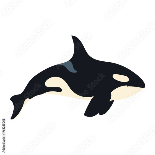 Vector illustration of a killer whale or orca