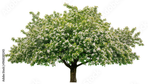 Tableau sur toile Lush green flowering tree with abundant small white blossoms, isolated on transp