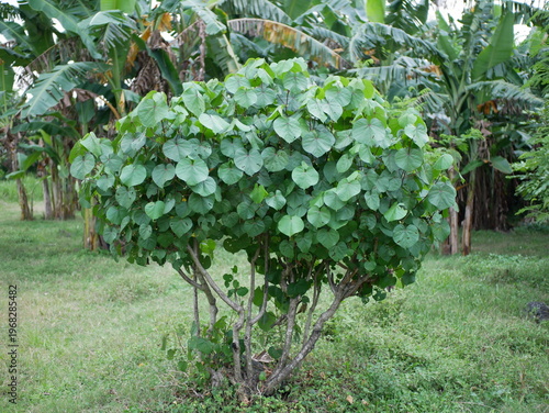 green-leaved plants that grow abundantly in the yard