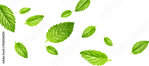 Fresh mint leaves scattered in air, botanical set with green herbal foliage. Isolated composition for food design, tea packaging, natural cosmetics branding and organic background