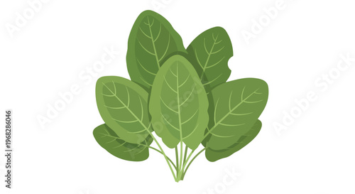 A fresh bunch of vibrant green spinach leaves with delicate veins, isolated on a clean white background