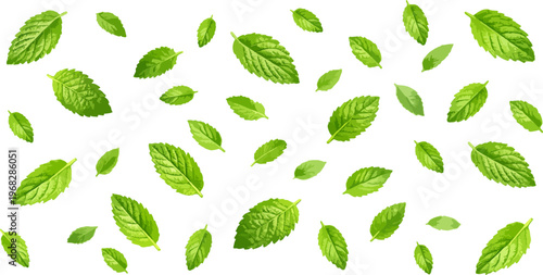 Seamless pattern of fresh mint leaves scattered across background. Green herbal botanical texture for food packaging, tea branding, natural cosmetics, wallpapers and organic design