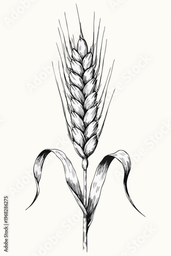 Golden wheat ears and dried cereal grain stalks are isolated on white to represent a natural summer harvest of golden agriculture crops.