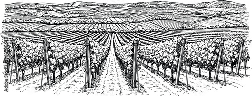 Hand Drawn Panoramic Vineyard Landscape and Rural Winery Sketch