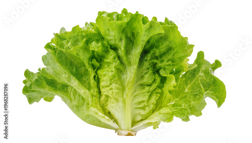 Εκτύπωση καμβά Vibrant green leafy lettuce head with ruffled edges showcasing fresh texture and