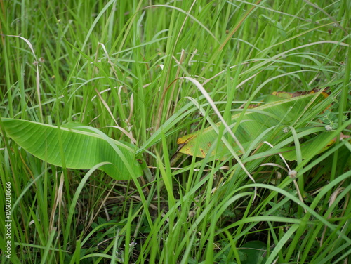 Imperata cylindrica grass with small banana trees growing side by side in the yard