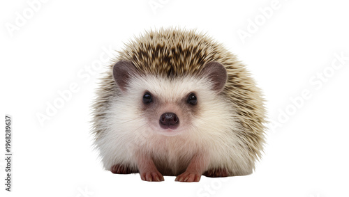 Bild auf Leinwand Adorable African pygmy hedgehog with soft beige fur and sharp brown quills, isol