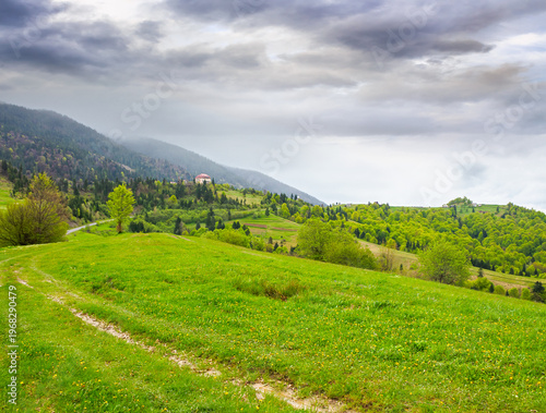 remote countryside in mountain landscape. hazy weather during spring. dirt road through lush green pasture on a hill. alpine vista with deciduous trees beneath an overcast sky