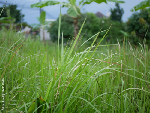 close up of Imperata cylindrica growing abundantly in the yard