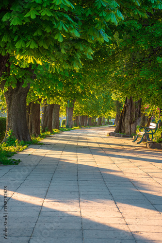 area of the old city park. lantern near wooden bench under lush chestnut trees along wide walking path in morning light. empty urban landscape in springtime. cozy place in uzhhorod, ukraine