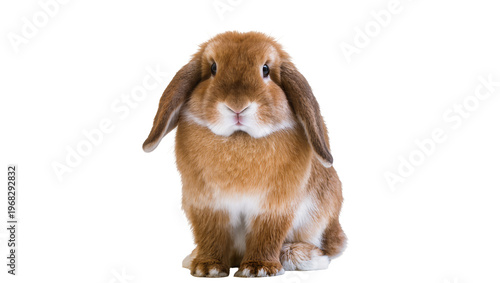 Fotografi Adorable reddish-brown lop-eared rabbit sitting attentively displaying fluffy fu