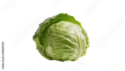 Obraz na płótnie Fresh vibrant green Savoy cabbage head with tightly layered leaves showcasing cr