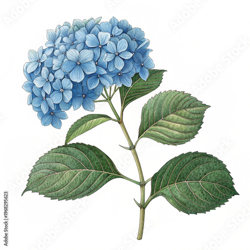 Lilac branch with leaves