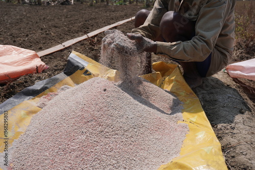 Slika na platnu Rural Laborer Pouring Granular Material on Sheet