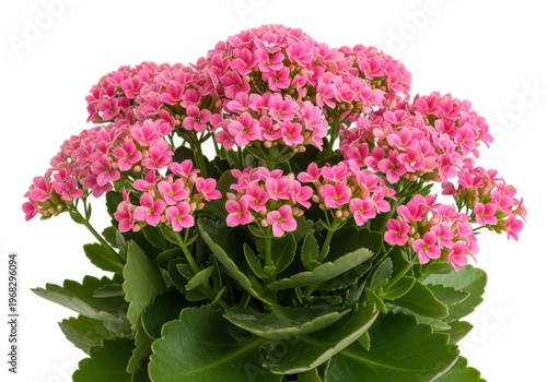 Kalanchoe blossfeldiana with bright pink flowers isolated on white background